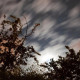 silent nights